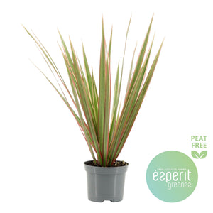 Dracaena Marginata Green – 8.5cm Pot, 30cm High