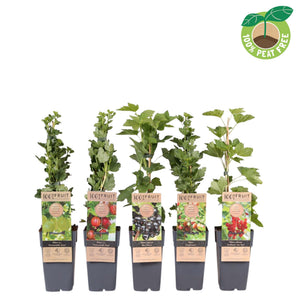 White Rubus Plant – 15cm Pot, Approx. 50cm High