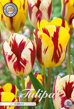 Tulipa 'Garden Vermeer' Flower Bulbs – 12/+