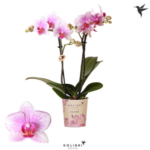 Orange Phalaenopsis Orchid – 9cm Pot, 40cm High