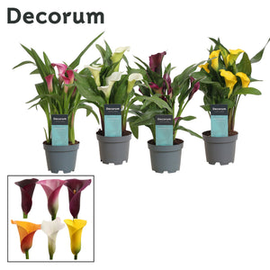 Mixed Zantedeschia Calla Lily – 10.5cm Pot