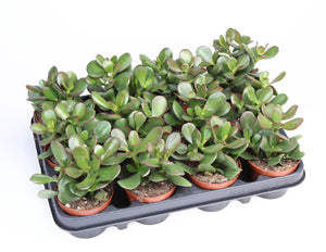 Sunset Jade Plant (Crassula ovata) – 8.5cm Pot