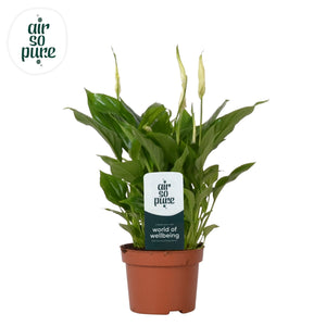 White Peace Lily (Spathiphyllum) – 10.5cm Pot