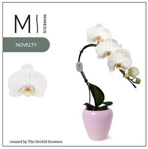White Phalaenopsis Orchid – 7cm Pot, 35cm High