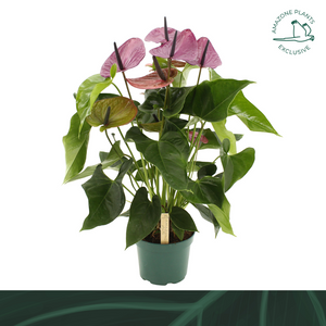 Purple Anthurium Houseplant – 17cm Pot