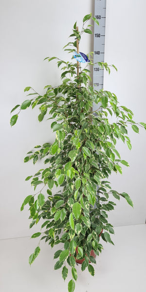 Ficus 'Be Golden King' – 27cm Pot, 150cm Tall