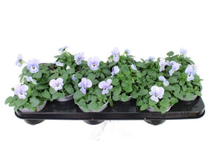 Viola Cornuta ‘Sorbet Marina’ – 11cm Pot