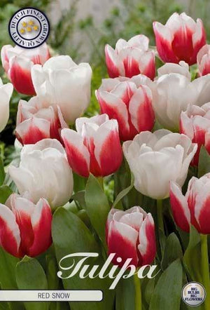 Garden Red Snow Tulip Bulbs – 12cm+