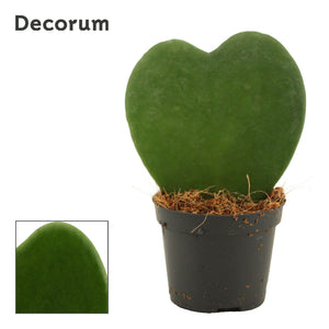 Sweetheart Plant (Hoya kerrii) – 6cm Pot, 11cm High