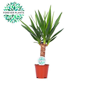 Yucca Houseplant – 14cm Pot, 60cm High