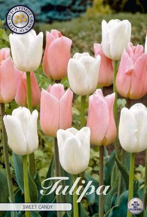 Tulipa ‘Garden Sweet Candy’ Flower Bulbs – 12/+