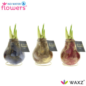 Waxed Hippeastrum ‘Jupiter’ Amaryllis Bulb