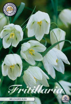 White Fritillaria meleagris Alba Flower Bulbs
