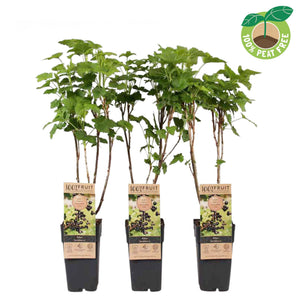 Jostaberry Plant (Ribes) – 15cm Pot