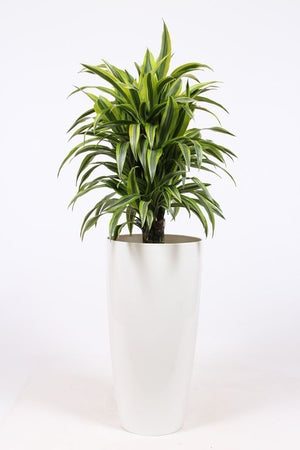 Lemon Lime Corn Plant (Dracaena fragrans) – 33cm Pot