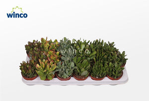 Mixed Crassula Succulent – 8.5cm Pot