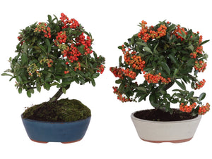Outdoor Firethorn Bonsai (Pyracantha coccinea) – 20cm Pot