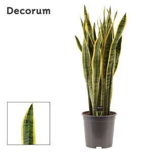 Laurentii Snake Plant (Sansevieria trifasciata) – 27cm Pot, 105cm Tall