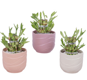 Lucky Bamboo (Dracaena sanderiana) – 10cm Pot