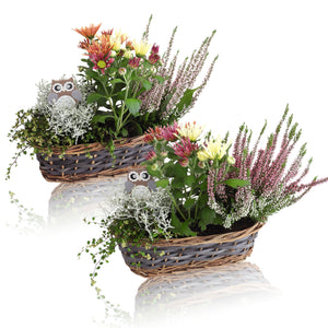 Small-Flowered Cyclamen (Cyclamen persicum) – 30cm Pot