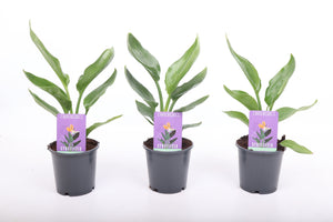 Bird of Paradise Plant (Strelitzia reginae) – 12cm Pot