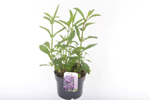 Tall Verbena (Verbena bonariensis) – 17cm Pot