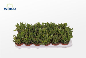 Jade Plant (Crassula ovata) – 8.5cm Pot