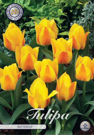 Tulipa Kaufmanniana ‘Buttercup’ Flower Bulbs – 7 Bulbs