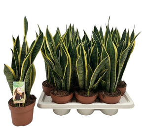 Sansevieria Laurentii Snake Plant – 14cm Pot