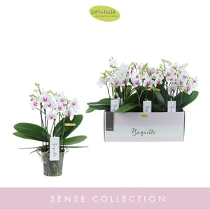 White Phalaenopsis Orchid – 12cm Pot, 40cm Tall