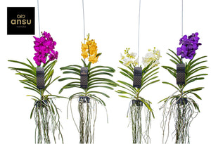 Vanda Orchid – 13cm Pot, Approx. 40cm