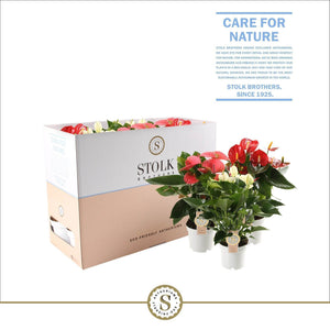 Mixed Anthurium Houseplant – 12cm Pot, 40cm High