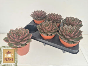 Echeveria Rosetta Succulent – 12cm Pot