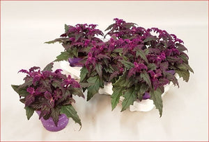 Gynura Violet Velvet Plant – 12cm Pot