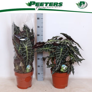 Alocasia Amazonica – 24cm Pot, 65cm High