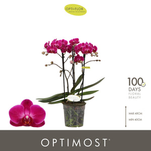 Purple Phalaenopsis Orchid – 12cm Pot, 45cm High