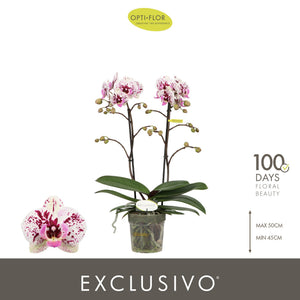 Yellow Phalaenopsis Orchid 'Athena' – 12cm Pot