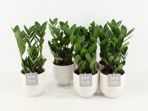 ZZ Plant (Zamioculcas zamiifolia) – 13cm Pot