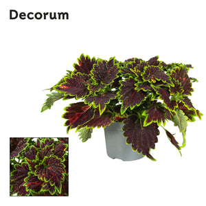 Coleus ‘Bourbon Street’ – 13cm Pot