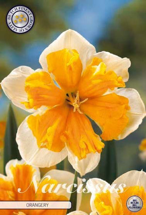 Double Narcissus ‘Milena’ Flower Bulbs – Pack of 5