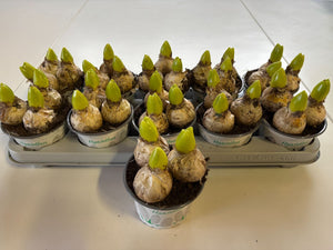 White Hyacinth (Hyacinthus orientalis) – 12cm Pot