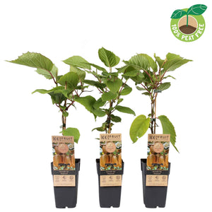 Hayward Kiwi Plant (Actinidia deliciosa) – 15cm Pot
