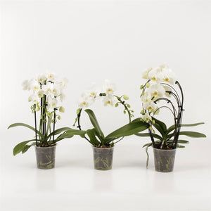 White Phalaenopsis Orchid – 12cm Pot, 45cm High