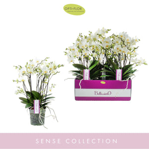 White Phalaenopsis Orchid – 15cm Pot, 50cm
