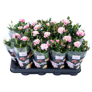 Mini Red Rose Plant – 7cm Pot