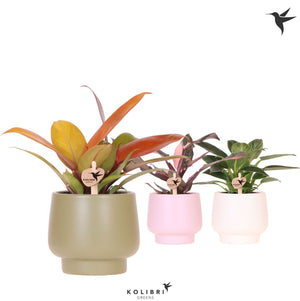 Philodendron Green Houseplant – 9cm Ceramic Scandic Pot