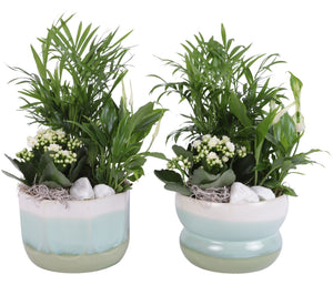 Soft Elegance Indoor Plant Arrangement – 17cm Ceramic Pot