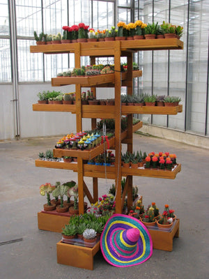 Mixed Cactus Collection with Island Display – 80cm Pot