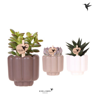 Mixed Succulent in Retro Ceramic Pot – 6cm