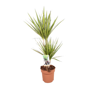 Dracaena Marginata ‘Sunray’ – 17cm Pot, 75cm High